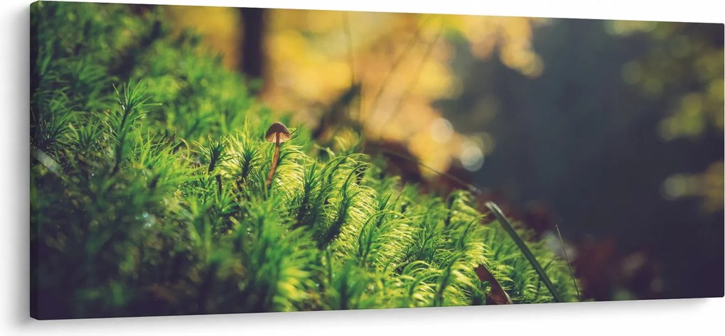 Obraz machu s hubou (120x50 cm)