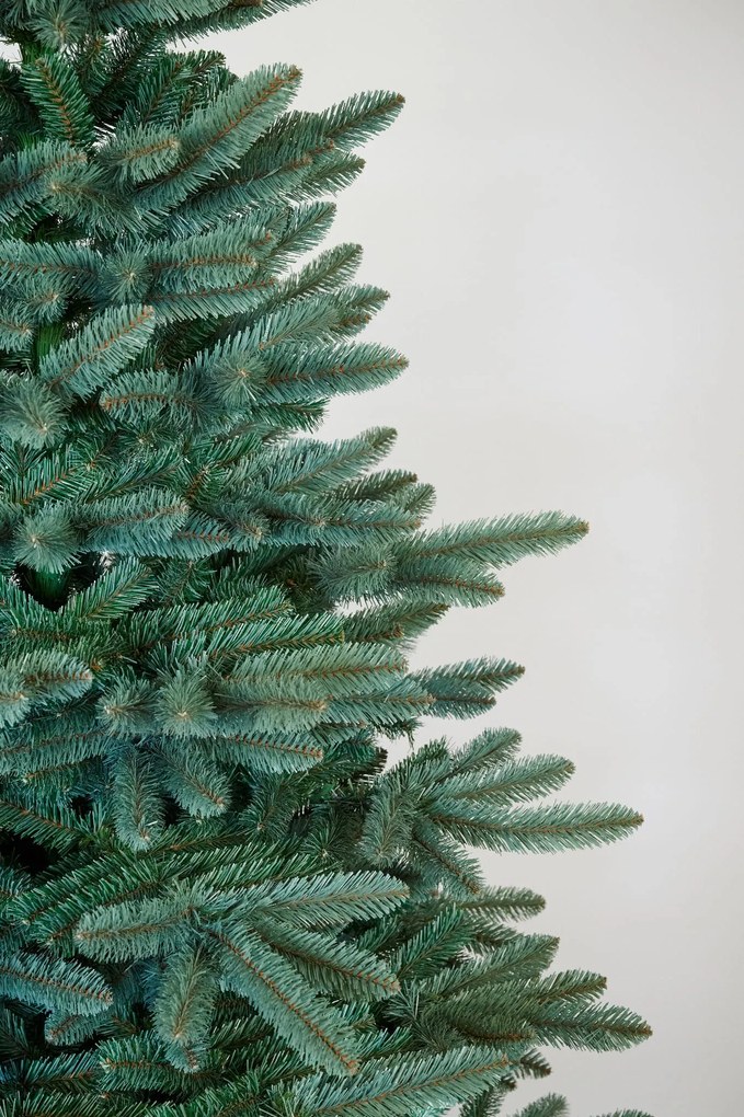 Jedlička strieborná 220cm