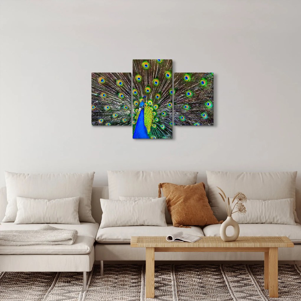 Obraz - Páv (90x60 cm)