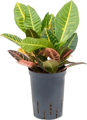 Croton (codiaeum) petra 2PP Pots. 15/19cm 35cm