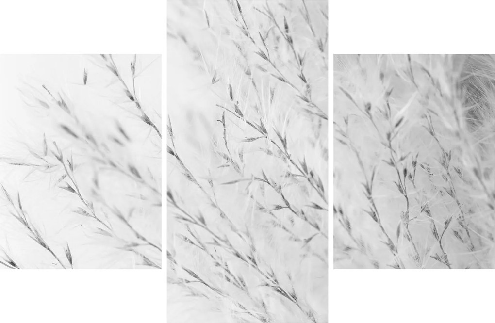 Obraz - Pampas grass N⁰2 (90x60 cm)