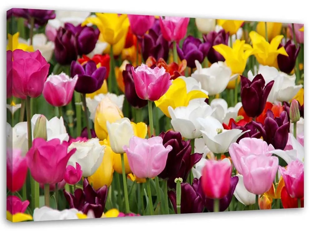 Gario Obraz na plátne Lúka plná tulipánov Rozmery: 60 x 40 cm