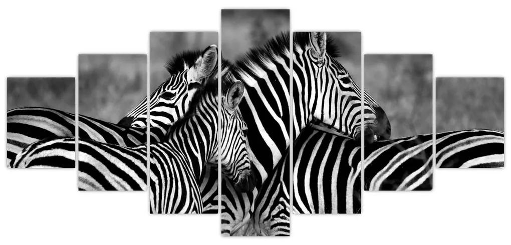 Obraz - zebry