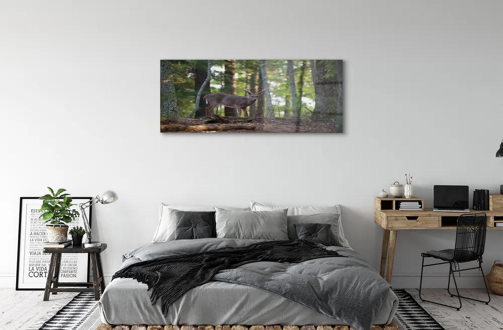 Obraz na akrylátovom skle Jeleň lesný 120x60 cm