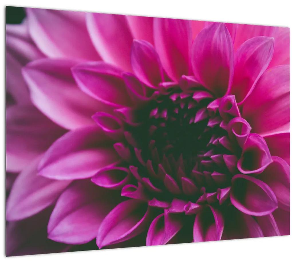 Obraz ružového kvetu (70x50 cm)