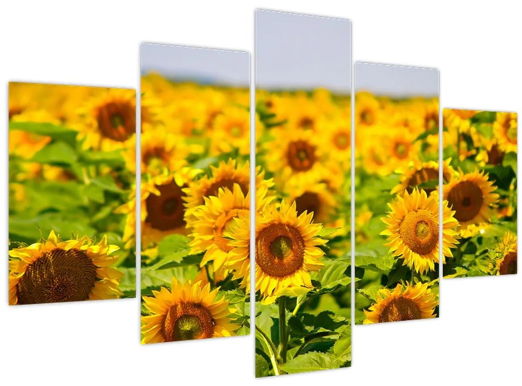 Obraz - Slnečnica (150x105 cm)