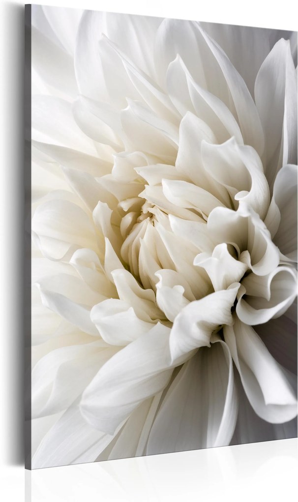 Obraz - White Dahlia 80x120