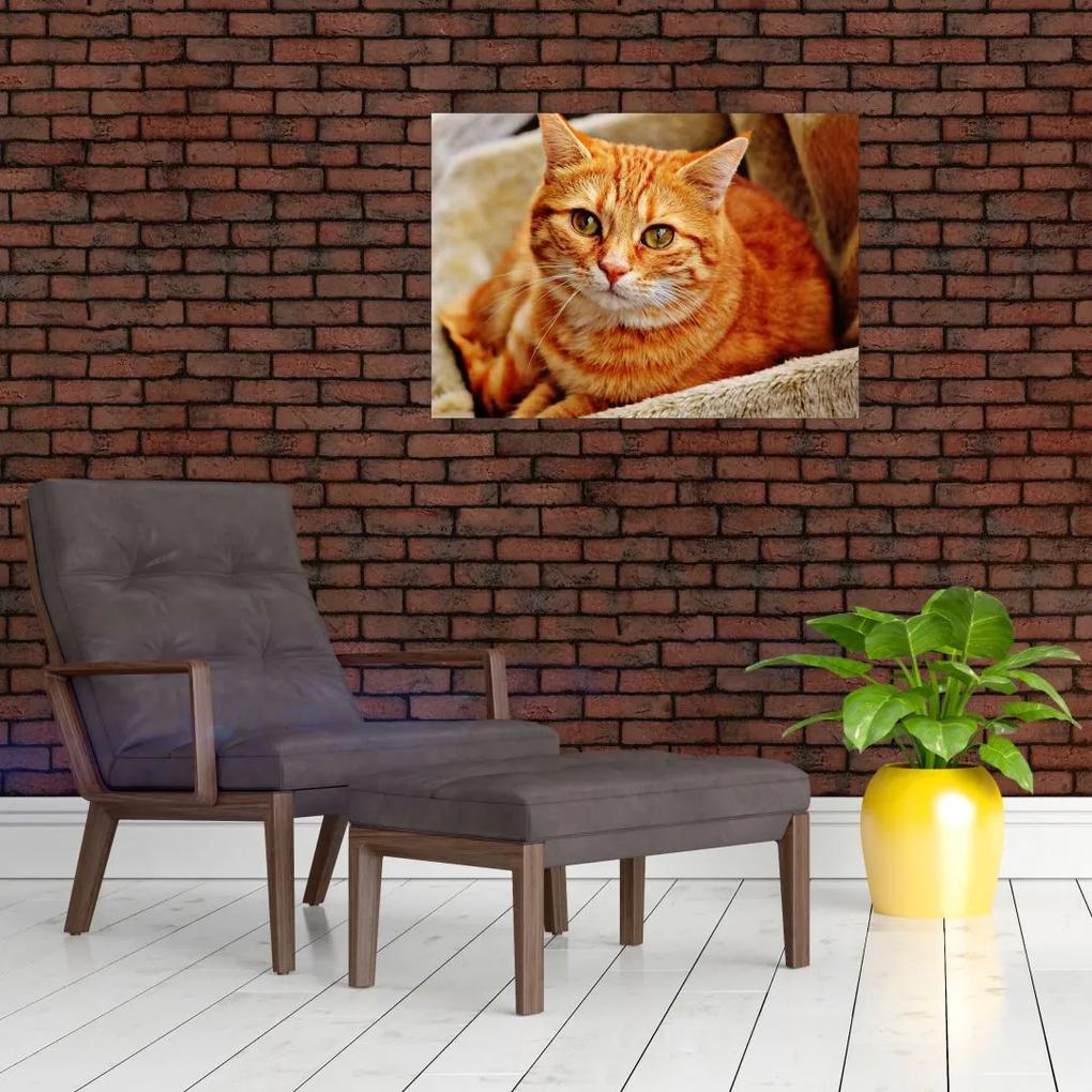 Sklenený obraz ležiace mačky (70x50 cm)