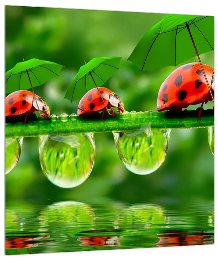 Obraz lienok sedembodkových s dáždnikmi (30x30 cm)