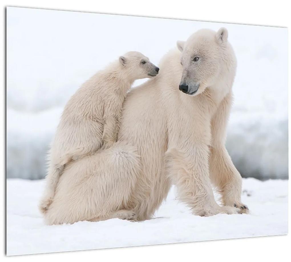 Sklenený obraz - Ľadové medvede (70x50 cm)