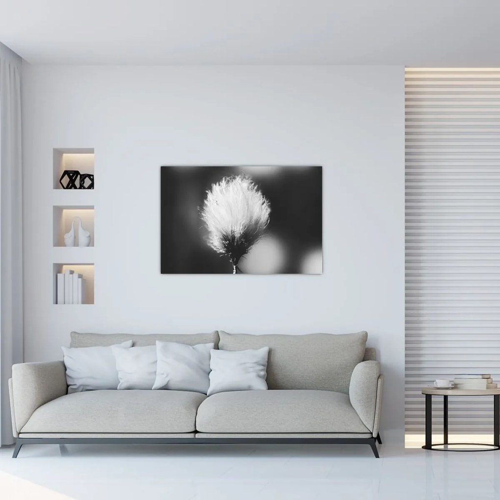 Obraz - Čiernobiely cottongrass (90x60 cm)