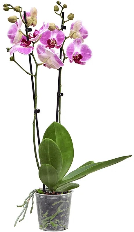 Phalaenopsis (Orchidea) Ping Pong pink 12x75 cm