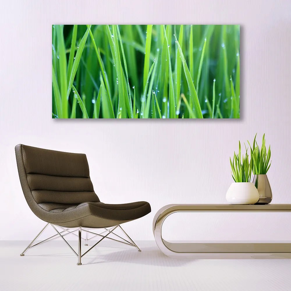 Obraz plexi Tráva kvapky rastlina príroda 120x60 cm