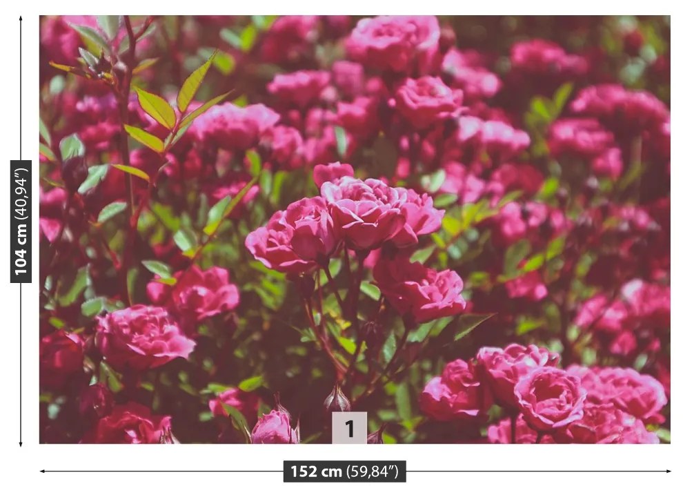 Fototapeta Vliesová Ružové ruže 208x146 cm