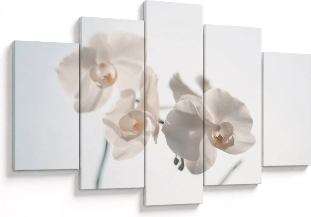 Obraz bielej orchidey (150x105 cm)