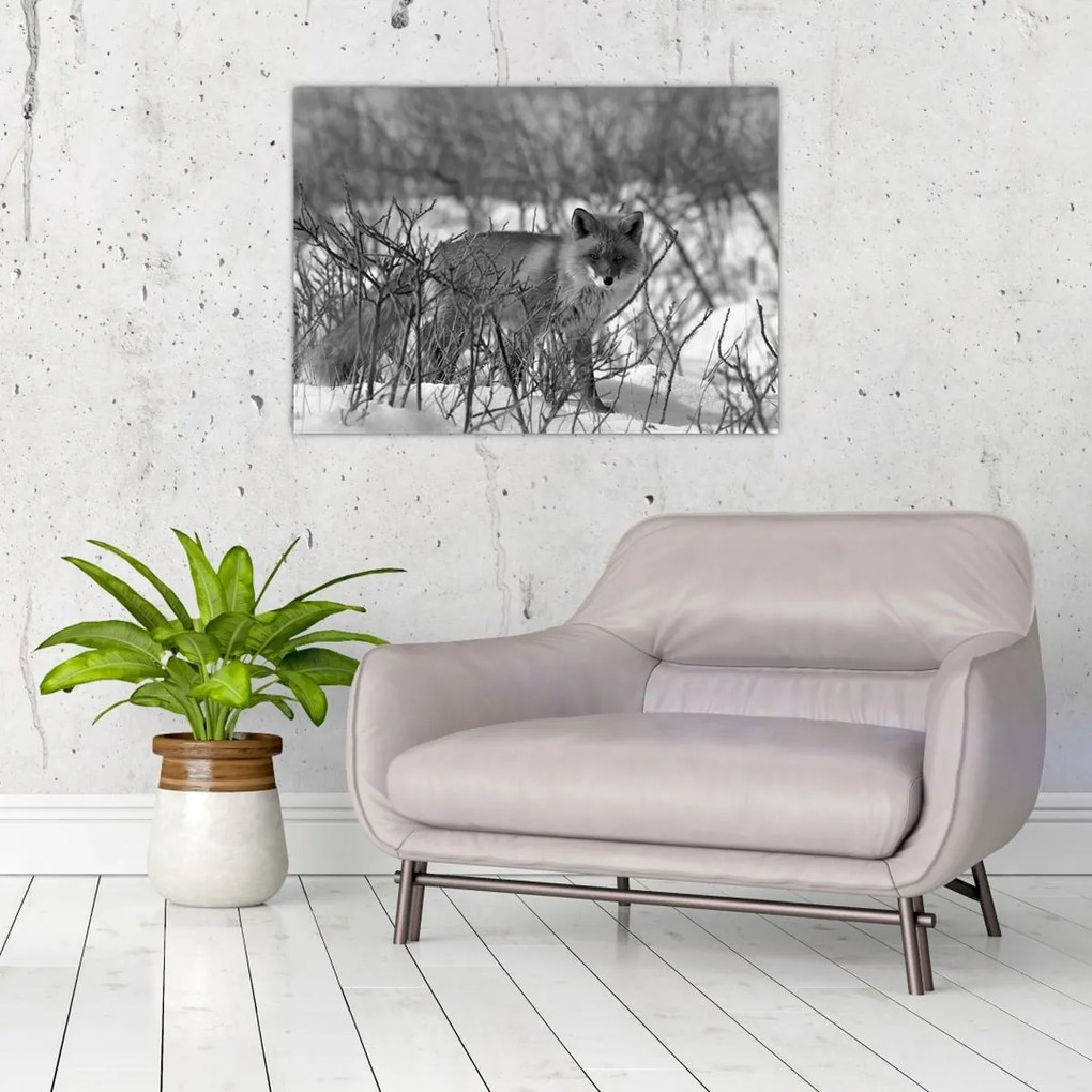 Sklenený obraz - Líška v zime (70x50 cm)