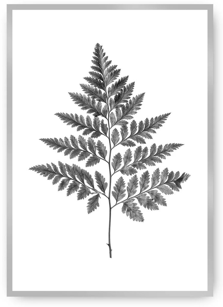 Plagát Fern Grey