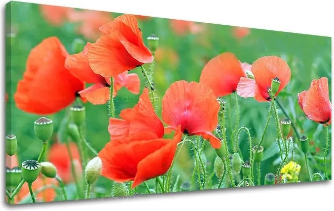 Obraz na stenu PANORÁMA KVETY KV099E13 - 40x80 cm