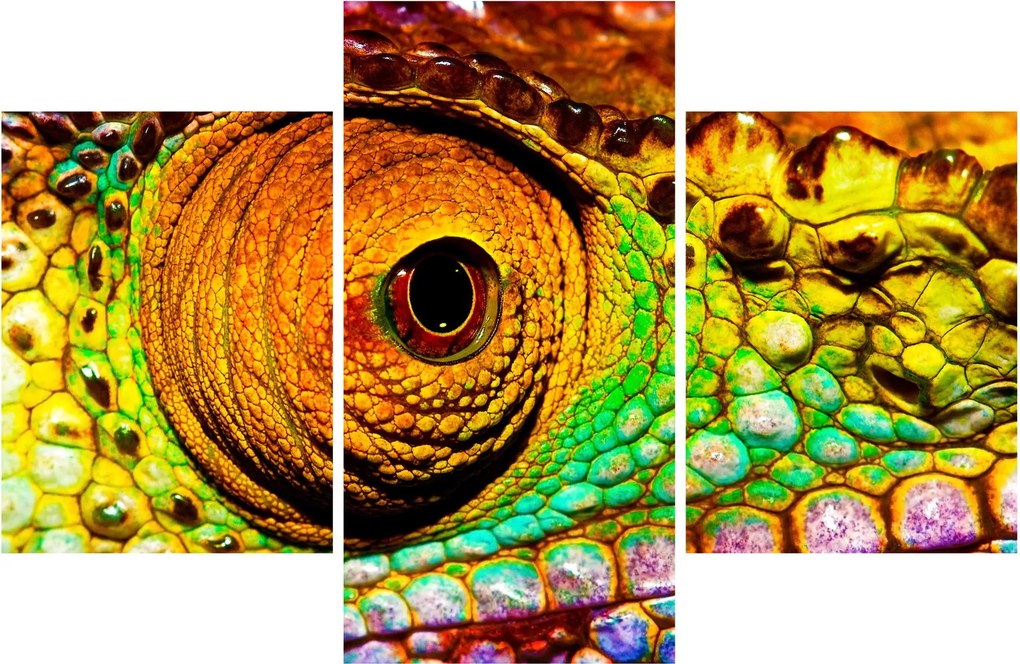 Obraz - Chameleon (90x60 cm)
