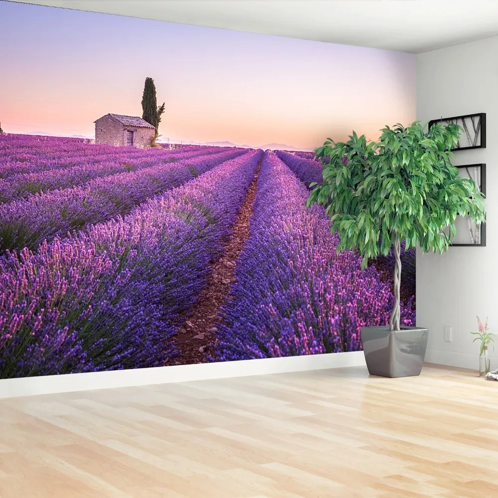 Fototapeta Vliesová Provence levandule 312x219 cm