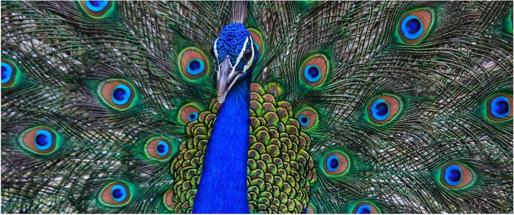 Obraz - Páv (120x50 cm)