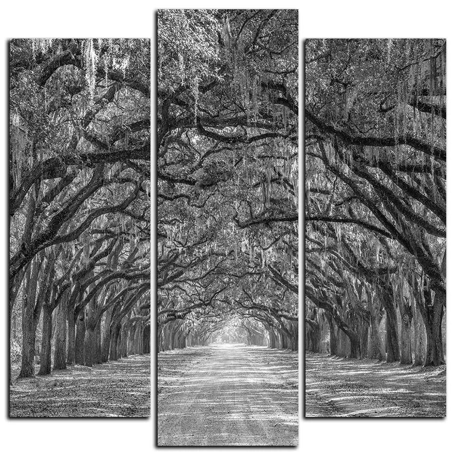 Obraz na plátne - Historické dubové stromy lemované poľnou cestou - štvorec 3239QC (105x105 cm)