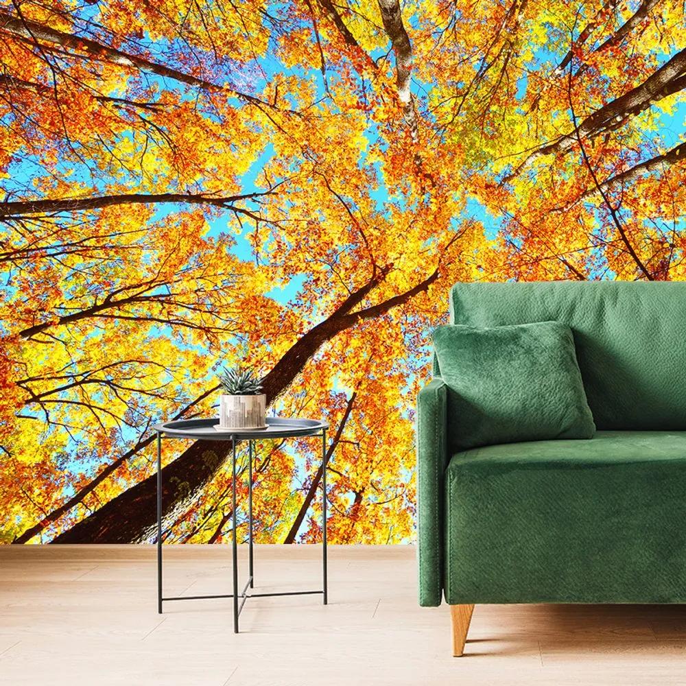 Samolepiaca fototapeta koruny stromov v jesenných farbách