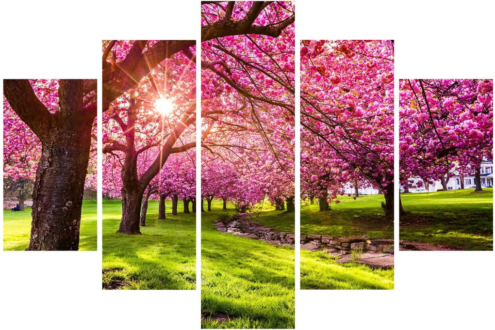 Obraz rozkvitnutých čerešní, Hurd Park, Dover, New Jersey (150x105 cm)