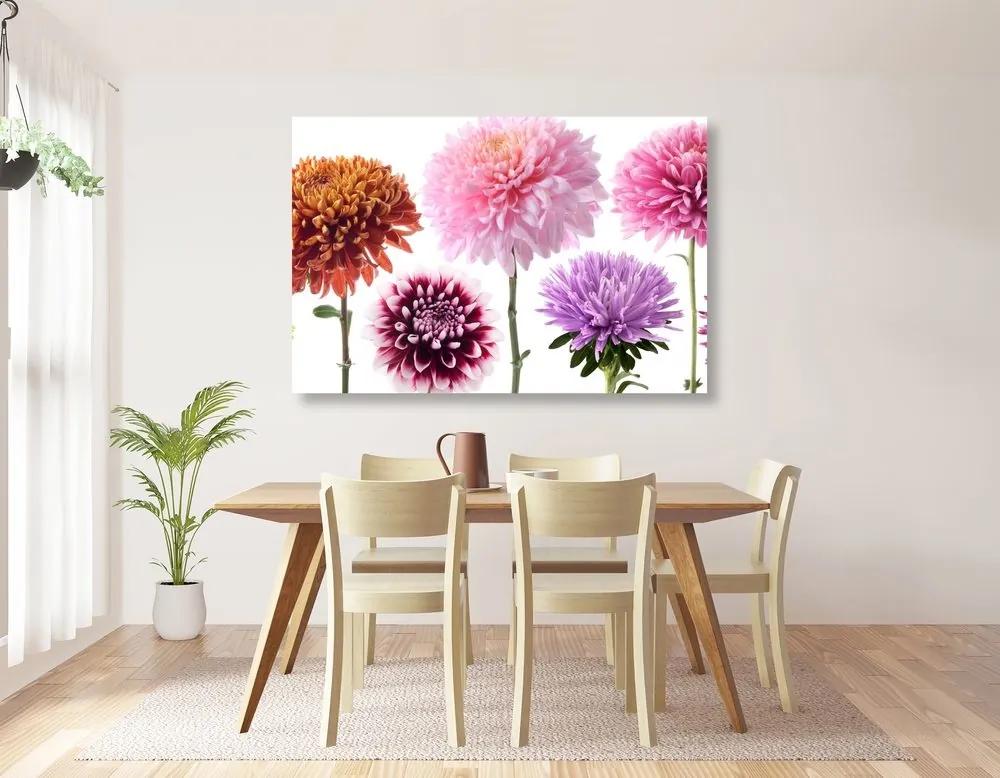 Obraz kvety dálie v rôznofarebnom dizajne - 60x40