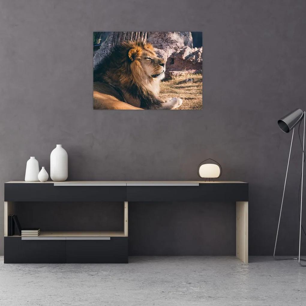 Sklenený obraz ležiaceho leva (70x50 cm)