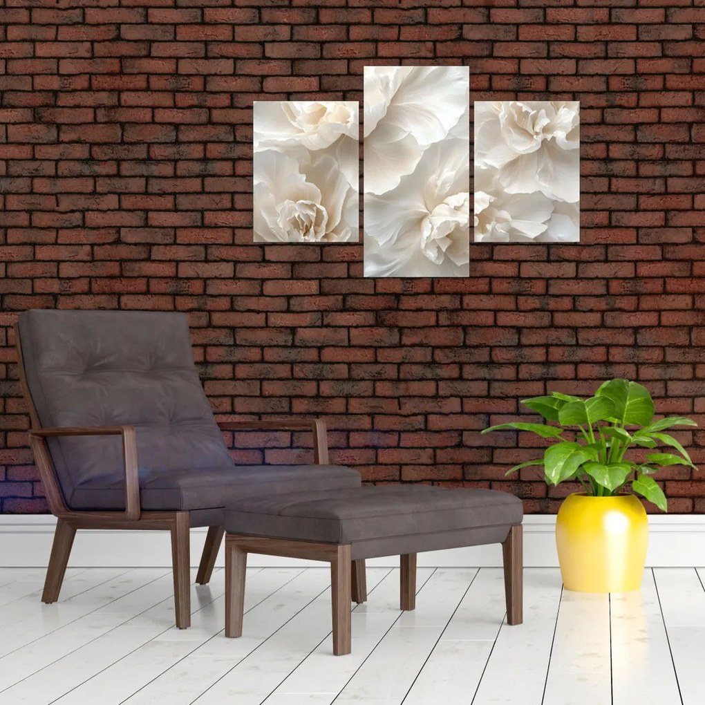 Obraz - Jemné pivonky (90x60 cm)