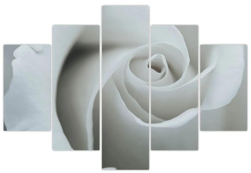 Obraz - Biela ruža (150x105 cm)