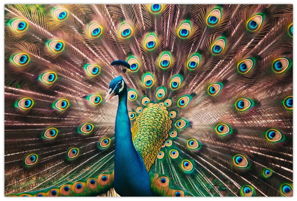 Obraz - Páv (90x60 cm)