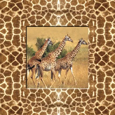 Falc Obraz na plátne - Žirafy, 30x30 cm