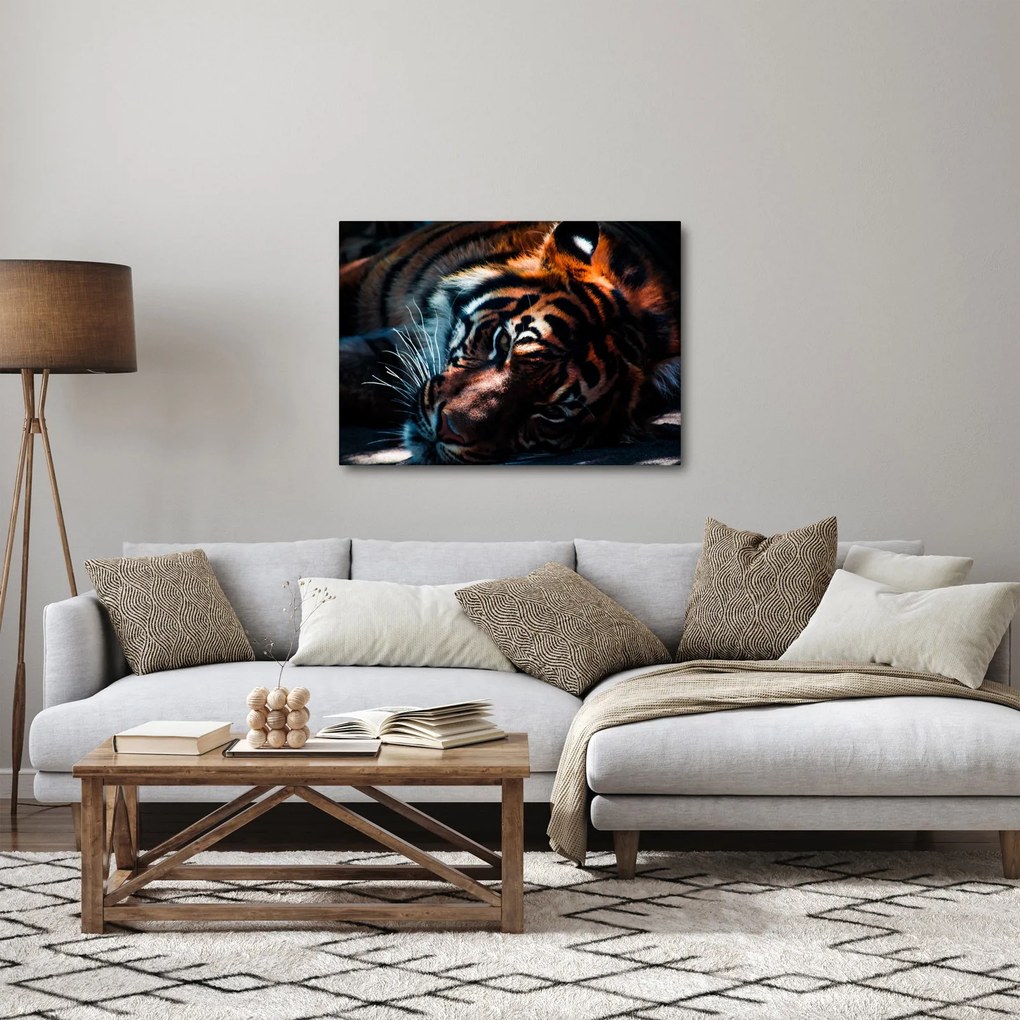 Obraz ležiaceho tigra (70x50 cm)