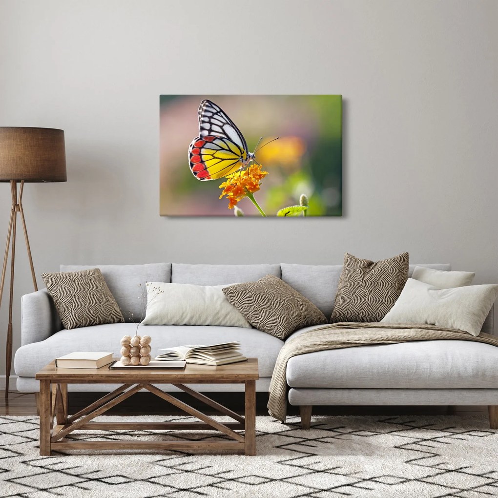 Obraz motýľa na kvete (90x60 cm)
