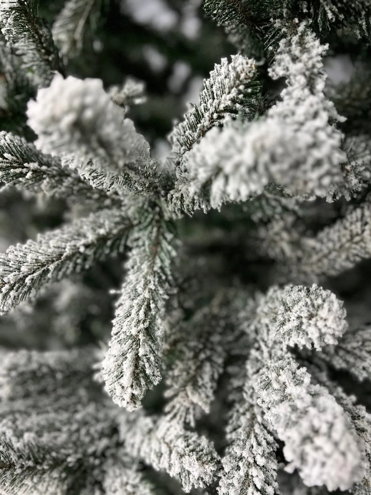 Limpol Vianočný stromček zasnežená jedľa Renata Výška stromčeka: 240 cm