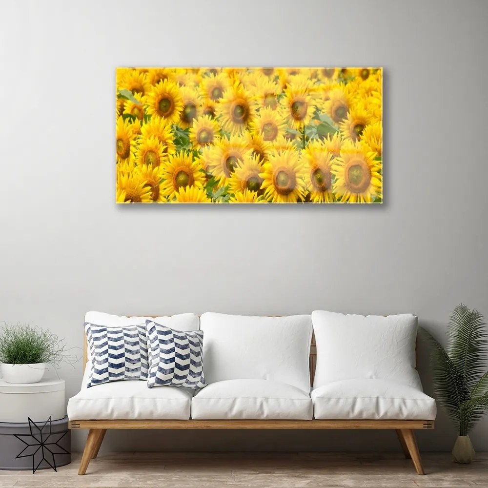 Obraz na skle Slunecznice rastlina 120x60 cm
