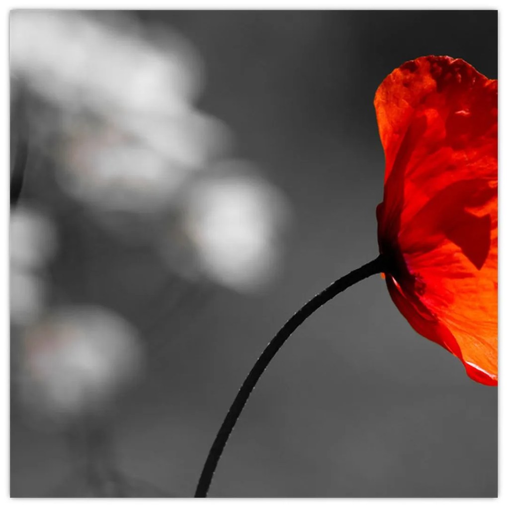 Vlčie maky - obraz na stenu