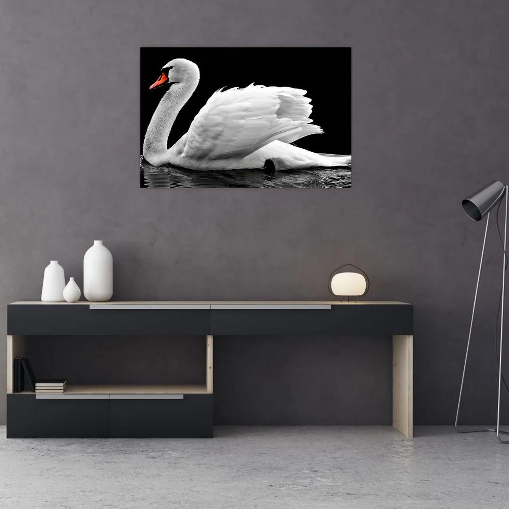 Obraz čiernobielej labute (90x60 cm)