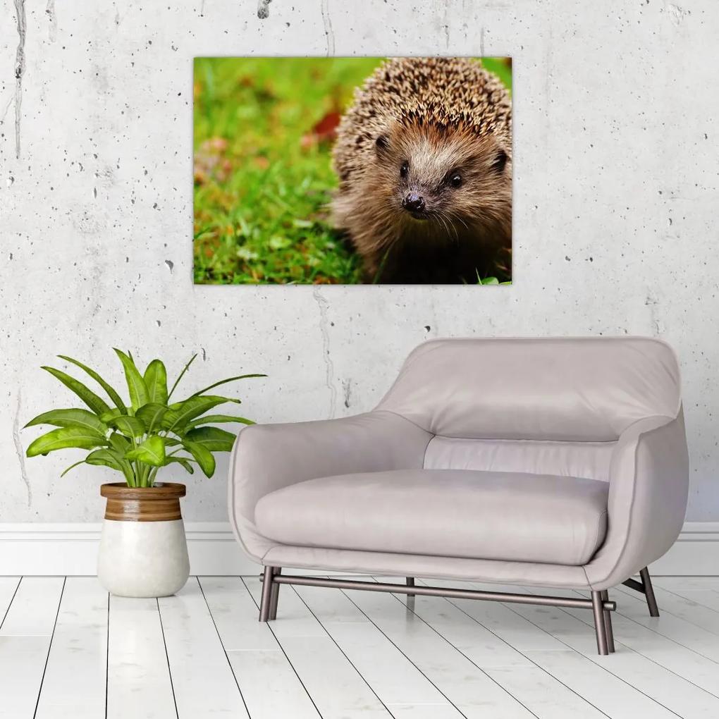 Sklenený obraz ježka (70x50 cm)