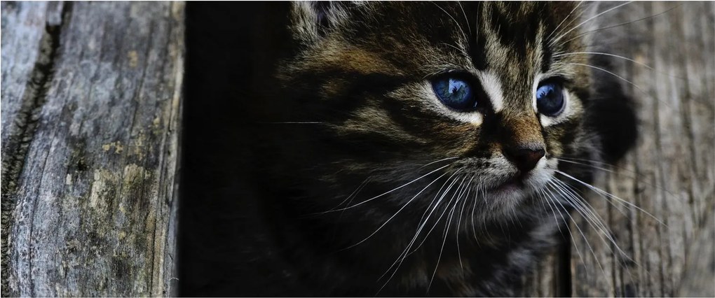 Obraz mačiatka (120x50 cm)