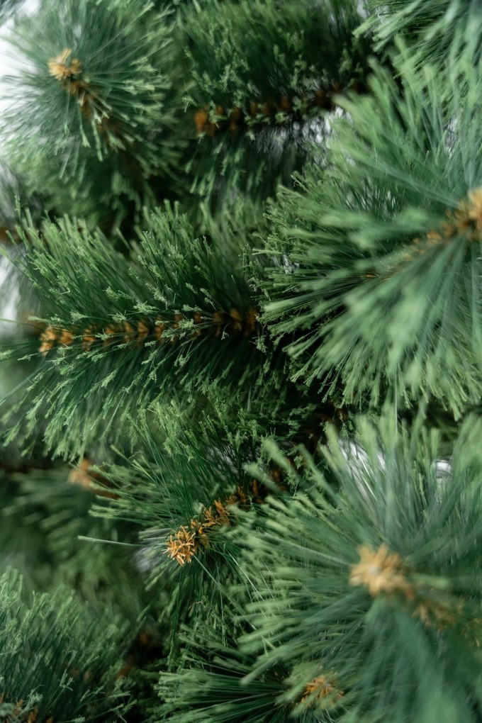 Limpol Vianočný stromček Borovica Klára Výška stromčeka: 240 cm