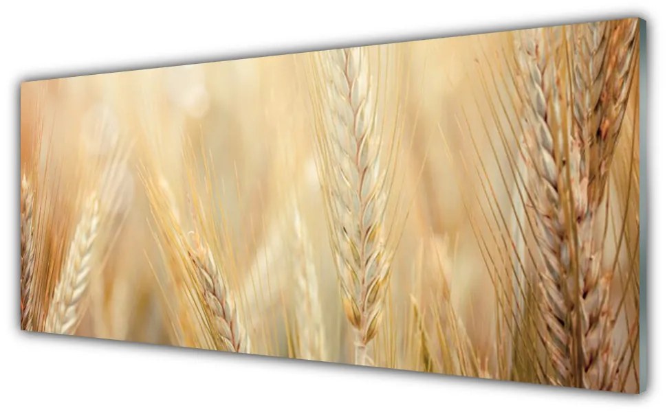 Obraz plexi Pšenica rastlina príroda 125x50 cm
