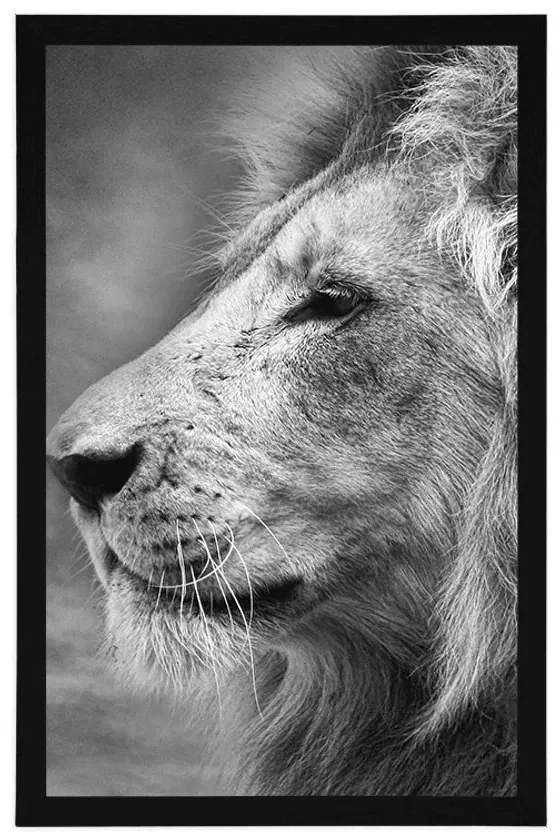 Plagát africký lev v čiernobielom prevedení - 60x90 white