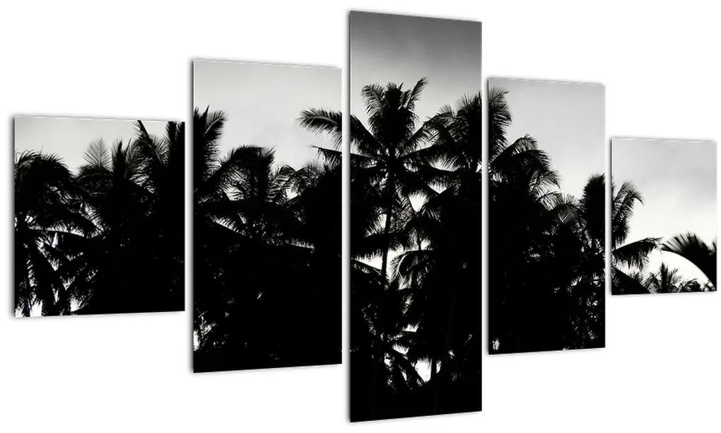 Obraz čiernobiely - palmy (125x70 cm), 40 ďalších rozmerov