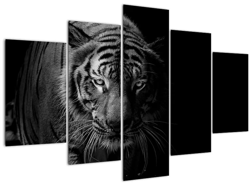 Obraz divokého tigra (150x105 cm)