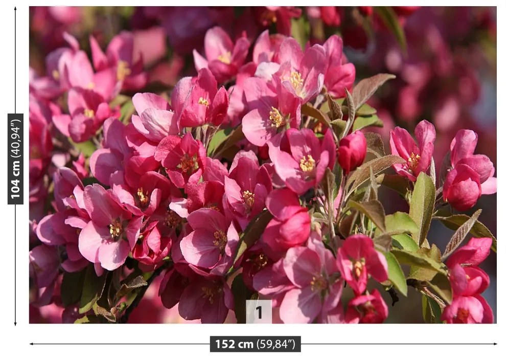 Fototapeta Vliesová Čerešňové kvety 416x254 cm