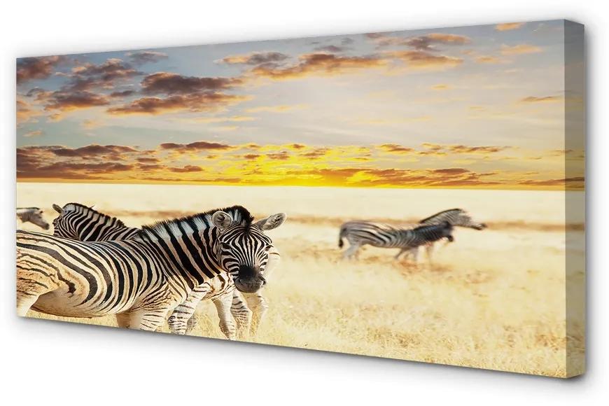 Obraz na plátne Zebry poľa sunset 100x50 cm