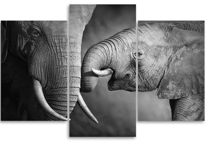 Obraz na plátně třídílný Slon černobílý - 60x40 cm